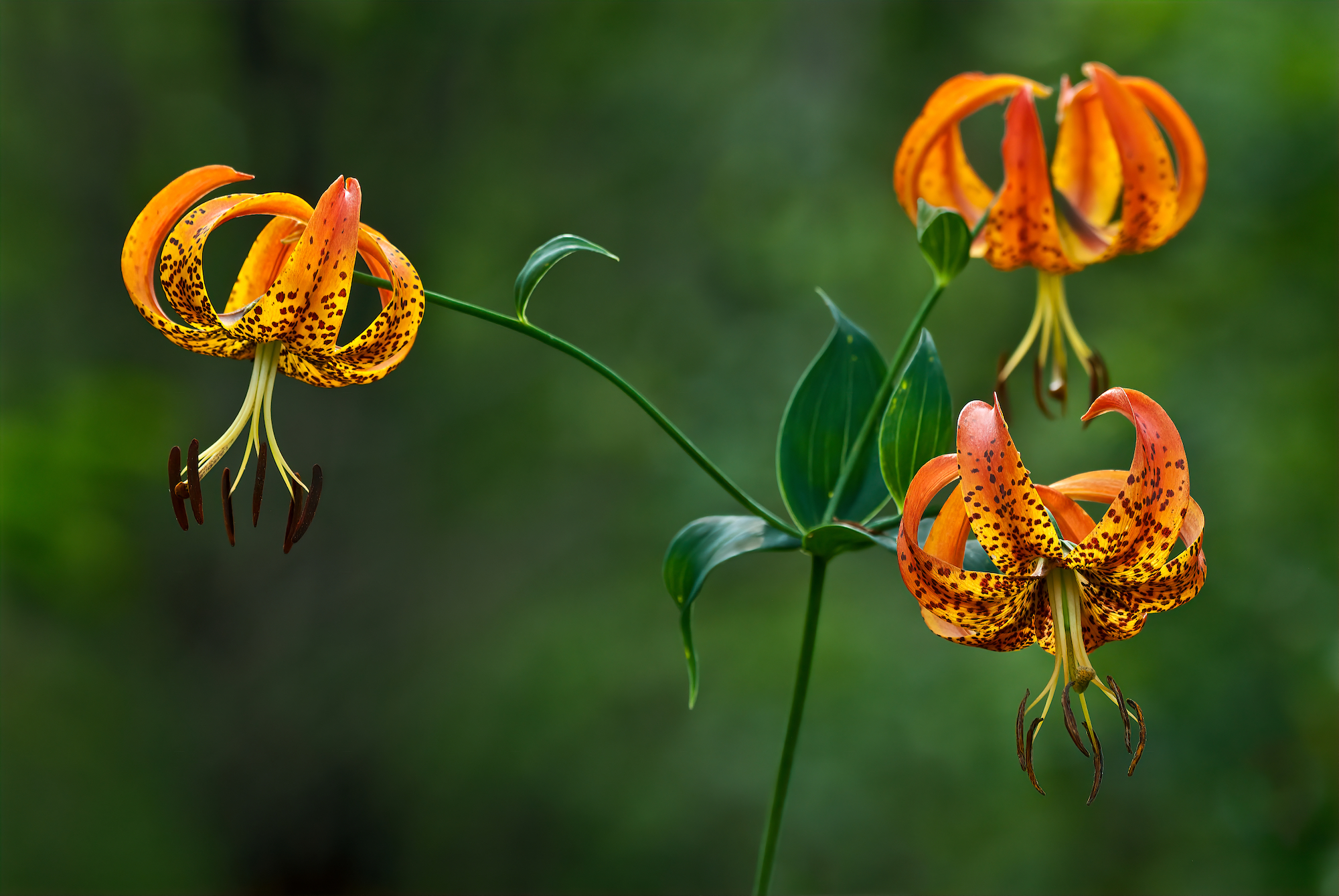 Turk's cap lilies (Lilium superbum)